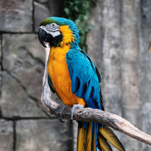 Macaw1