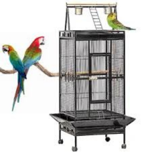Macaw1